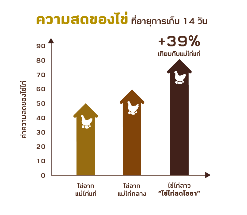 ความสดของไข่ ที่อายุการเก็บ 14 วัน
